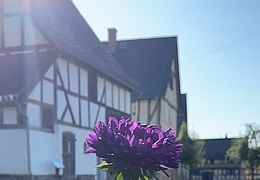 Pflanzenmarkt im Freilichtmuseum Hessenpark