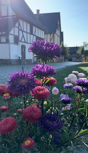 Plant market at Hessenpark Open-Air Museum