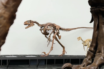 New dinosaur additions at the Senckenberg Nature Museum Frankfurt