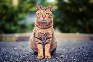 Frankfurt erlässt Katzenschutzverordnung: Freigang für fortpflanzungsfähige Katzen streng reglementiert
