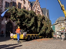 Der Frankfurter Weihnachtsbaum 2022: 'Manni' ist da!