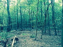 Das ist ja der Horror: wo es sich in Frankfurt richtig schön gruselt – fünf ausgewählte Orte