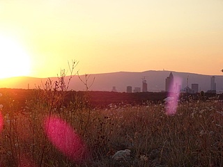 Umweltdezernentin Heilig lädt wieder zur Exkursion am Monte Scherbelino ein