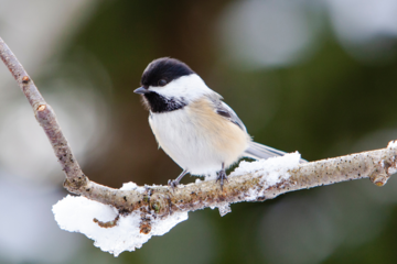 Tiere im Winter unterstützen: Tipps vom Frankfurter Umweltamt für Garten und Balkon