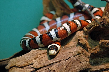 Frankfurter Zoo: Abendöffnung des Exotariums