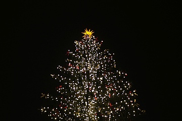Frankfurter Weihnachtsbaum kommt 2020 aus Österreich