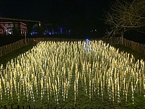 Winterlichter im Palmengarten: Lichterzauber durch stromsparende Technik