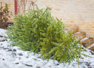 Vom Weihnachtsbaum zu wertvollem Humus – so entsorgt Frankfurt nachhaltig