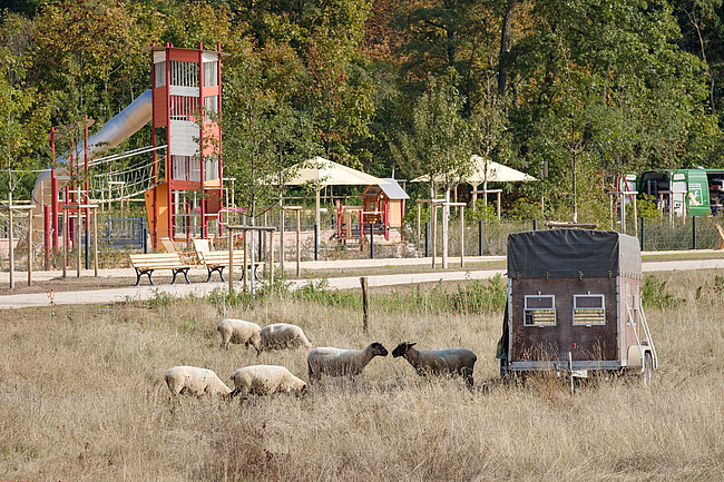 Sheep as environmentally friendly lawnmowers in Frankfurt Racecourse Park