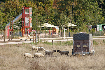 Sheep as environmentally friendly lawnmowers in Frankfurt Racecourse Park