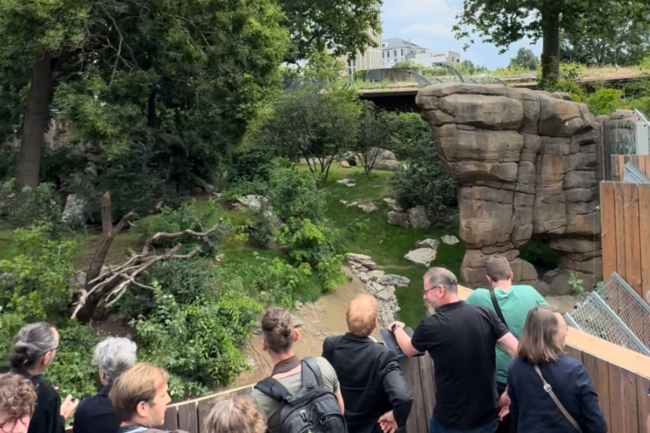 New outdoor lion enclosure opened at Frankfurt Zoo