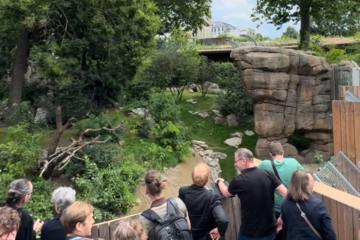 Neue Löwen-Außenanlage wurde im Zoo Frankfurt eröffnet