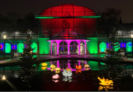 Winterlichter im Palmengarten 2024/2025