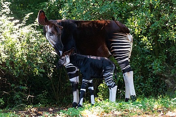 Welt-Okapi-Tag im Zoo Frankfurt