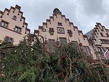Gretel ist da: Frankfurter Weihnachtsbaum auf dem Römerberg aufgestellt