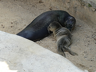 Seal offspring at Frankfurt Zoo