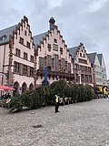 Gretel ist da: Frankfurter Weihnachtsbaum auf dem Römerberg aufgestellt